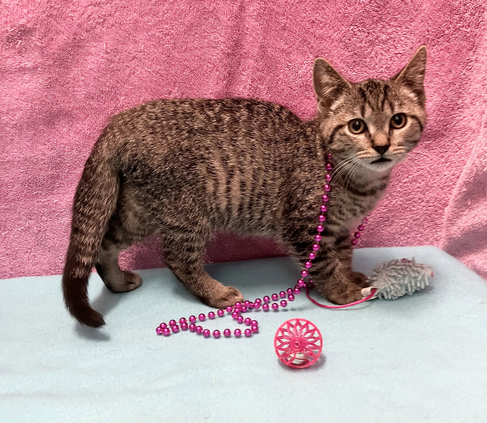adoptable Cat in Dublin, OH named Pumbaa
