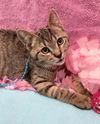 adoptable Cat in  named Timon