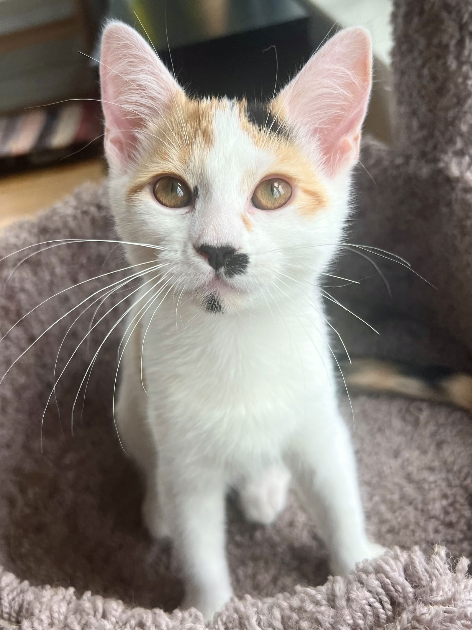 adoptable Cat in Dublin, OH named Pepper Ann