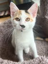 adoptable Cat in , OH named Pepper Ann