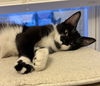 adoptable Cat in dublin, OH named Scarlet