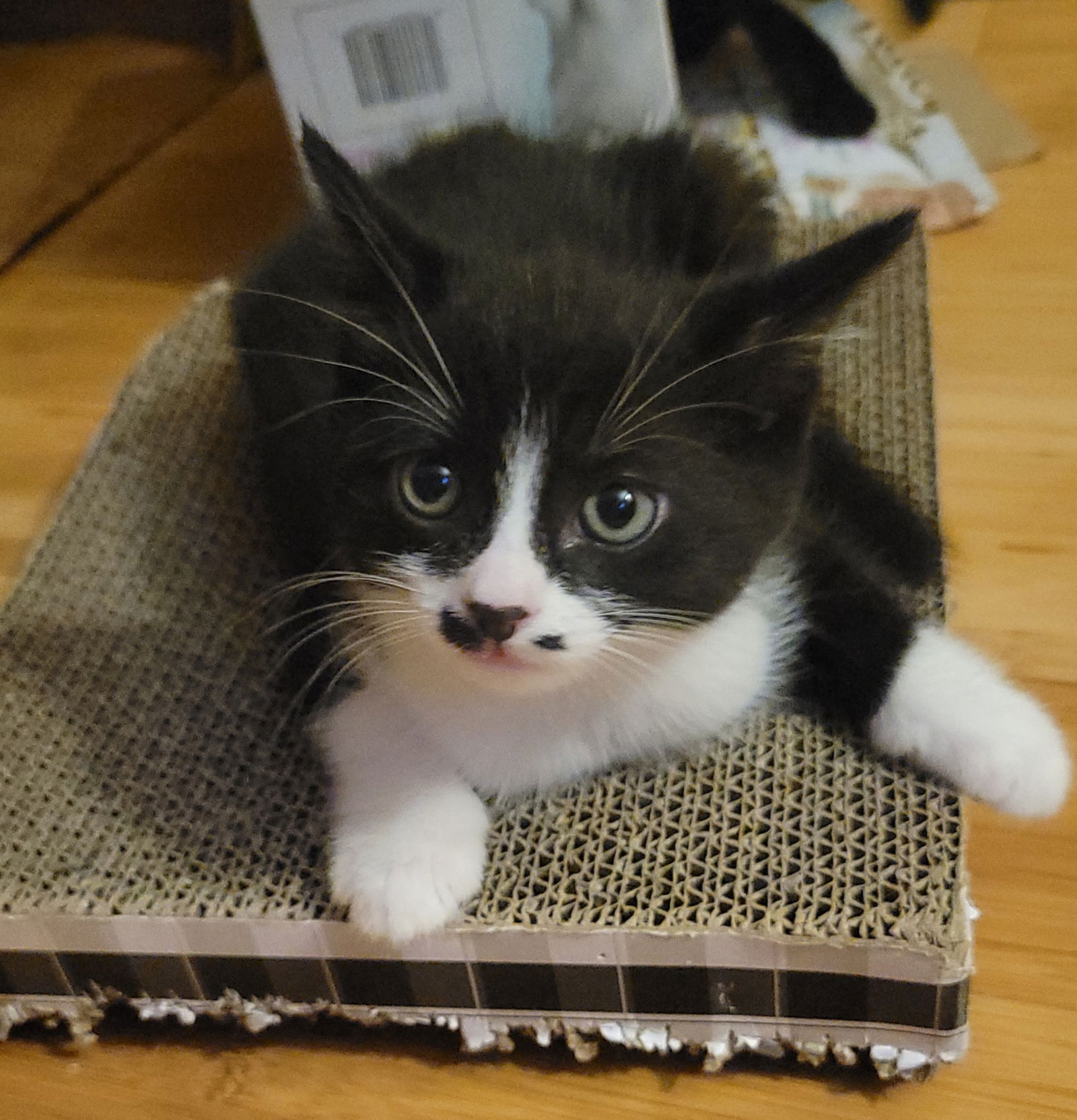adoptable Cat in Dublin, OH named Spumoni