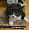 adoptable Cat in dublin, OH named Spumoni