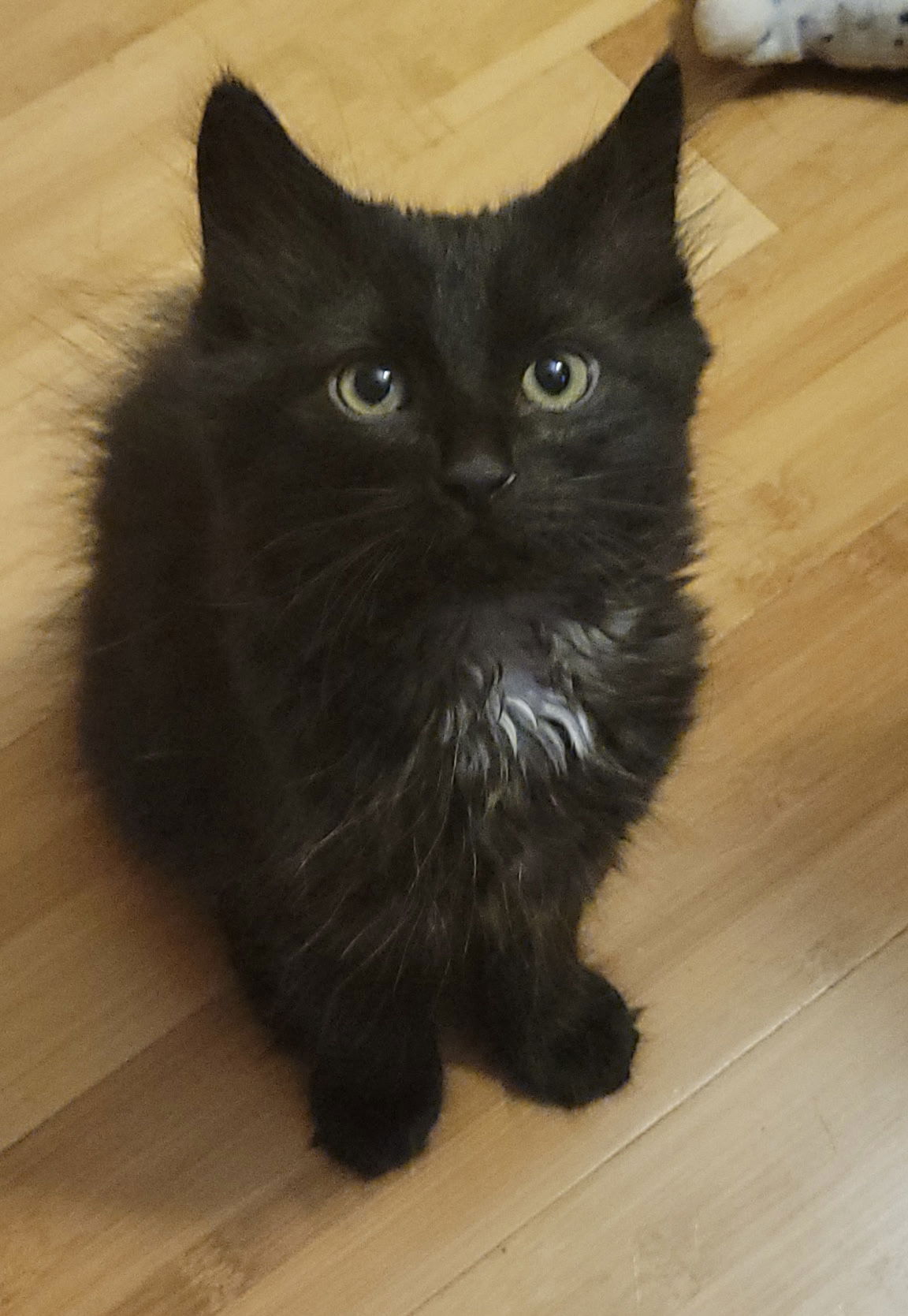 adoptable Cat in Dublin, OH named Enzo