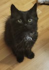 adoptable Cat in dublin, OH named Enzo