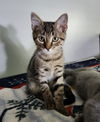 adoptable Cat in Dublin, OH named Daphne