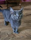 adoptable Cat in Dublin, OH named Niles