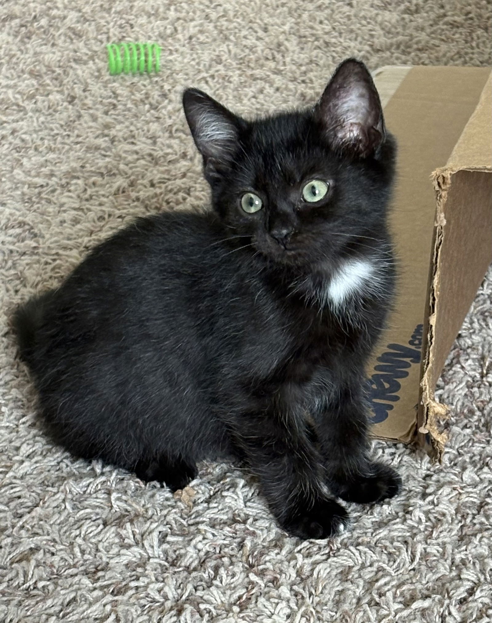 adoptable Cat in Dublin, OH named Rain
