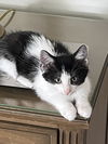 adoptable Cat in , OH named Thunder
