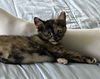 adoptable Cat in , OH named Misty