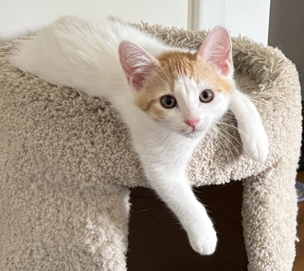 adoptable Cat in Dublin, OH named Sunny