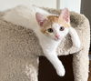 adoptable Cat in dublin, OH named Sunny