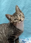 adoptable Cat in  named Sophia