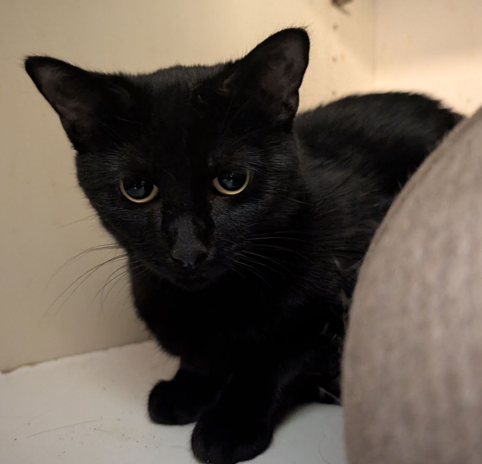 adoptable Cat in Dublin, OH named Velvet