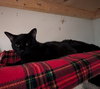 Velvet - Photo 9