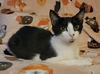 adoptable Cat in dublin, OH named Sophia Marie