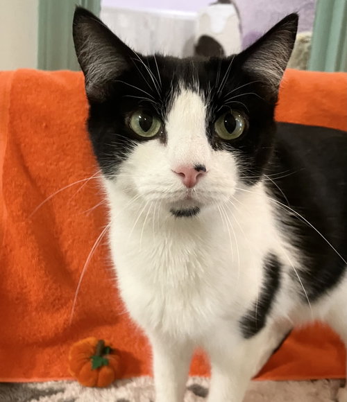 SOPHIA MARIE - Domestic Short Hair available for adoption