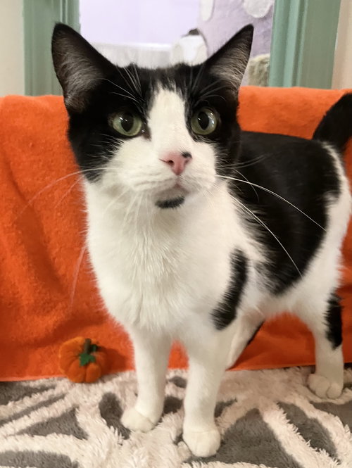 SOPHIA MARIE - Domestic Short Hair available for adoption