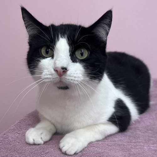 Sophia Marie - KBC, Adult Domestic Short Hair / Mixed (short coat), cat for adoption in Lancaster, Ohio