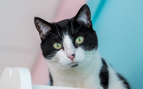SOPHIA MARIE - KBC - Domestic Short Hair available for adoption