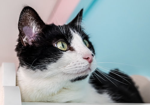SOPHIA MARIE - KBC - Domestic Short Hair available for adoption