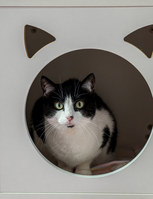 Sophia Marie - KBC, an adoptable Domestic Short Hair in Dublin, OH