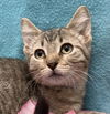 adoptable Cat in  named Chipper
