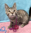 adoptable Cat in  named Thumbs