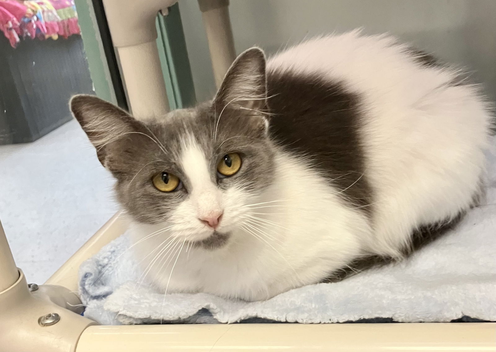 adoptable Cat in Dublin, OH named Millicent