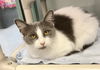 adoptable Cat in , OH named Millicent