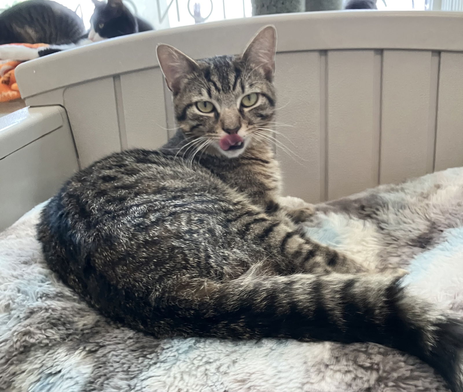 adoptable Cat in Dublin, OH named Holbrook