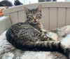 adoptable Cat in , OH named Holbrook