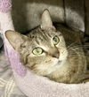 adoptable Cat in  named Hera