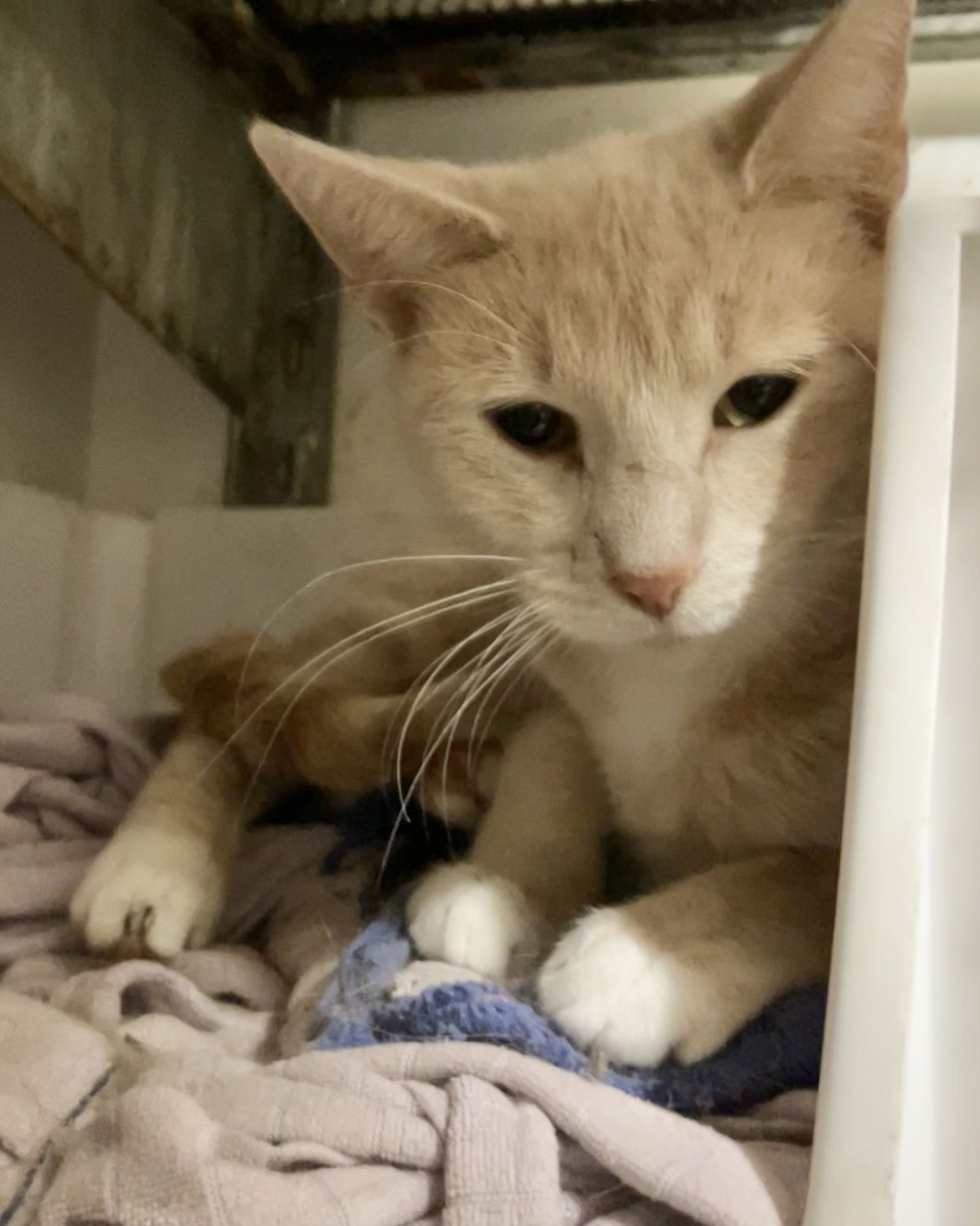 adoptable Cat in Dublin, OH named Wayfair