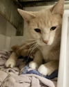 adoptable Cat in , OH named Wayfair