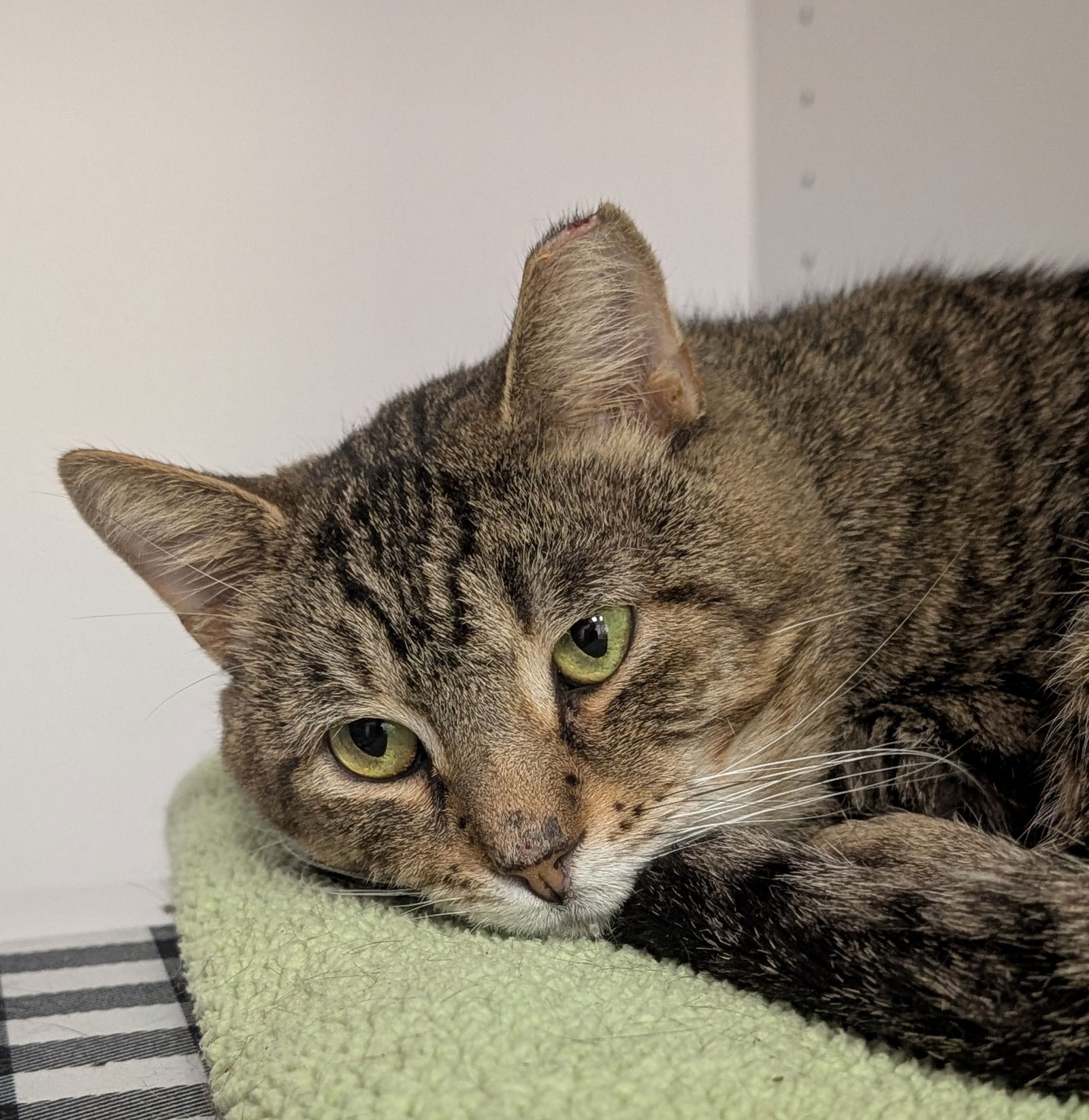 adoptable Cat in Dublin, OH named Wayger
