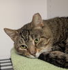 adoptable Cat in , OH named Wayger