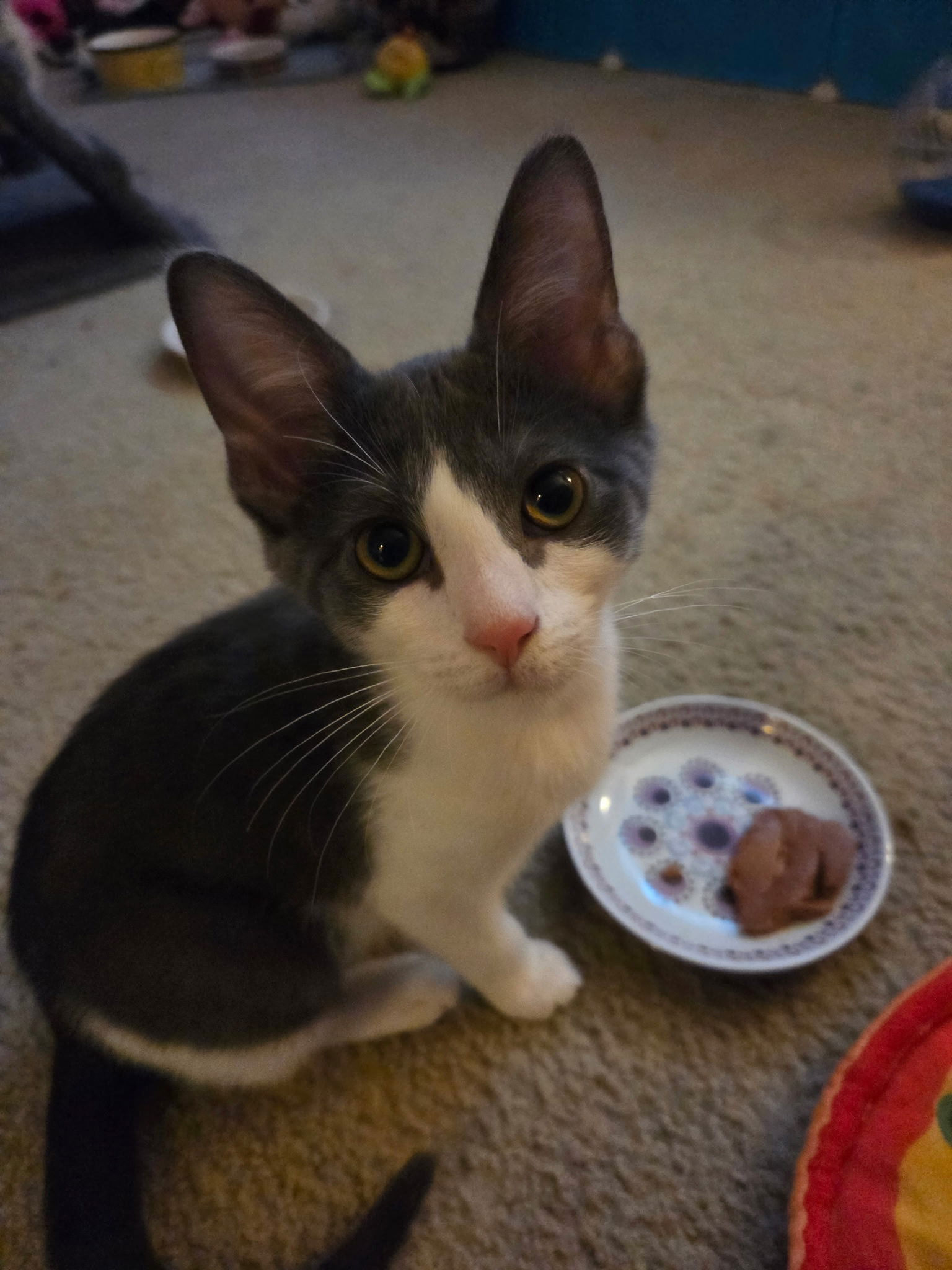 adoptable Cat in Dublin, OH named Sparkle