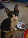 adoptable Cat in dublin, OH named Sparkle