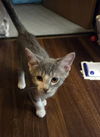 adoptable Cat in  named Maui
