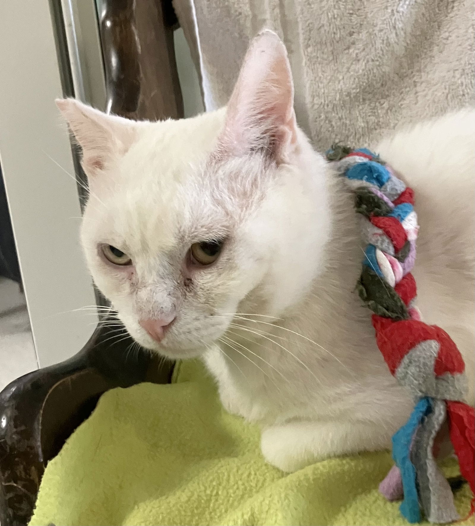 adoptable Cat in Dublin, OH named Bazinga