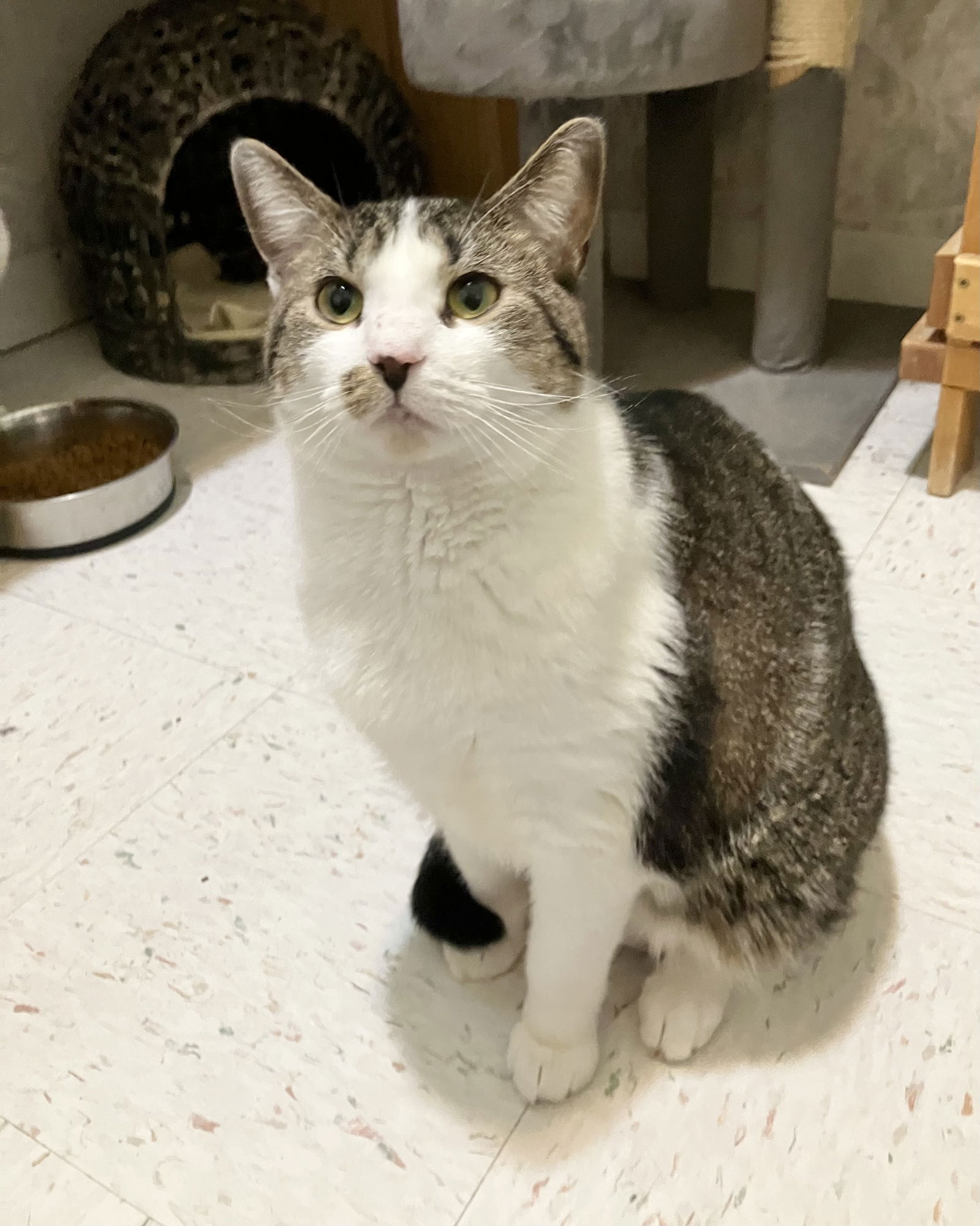 adoptable Cat in Dublin, OH named Glenda