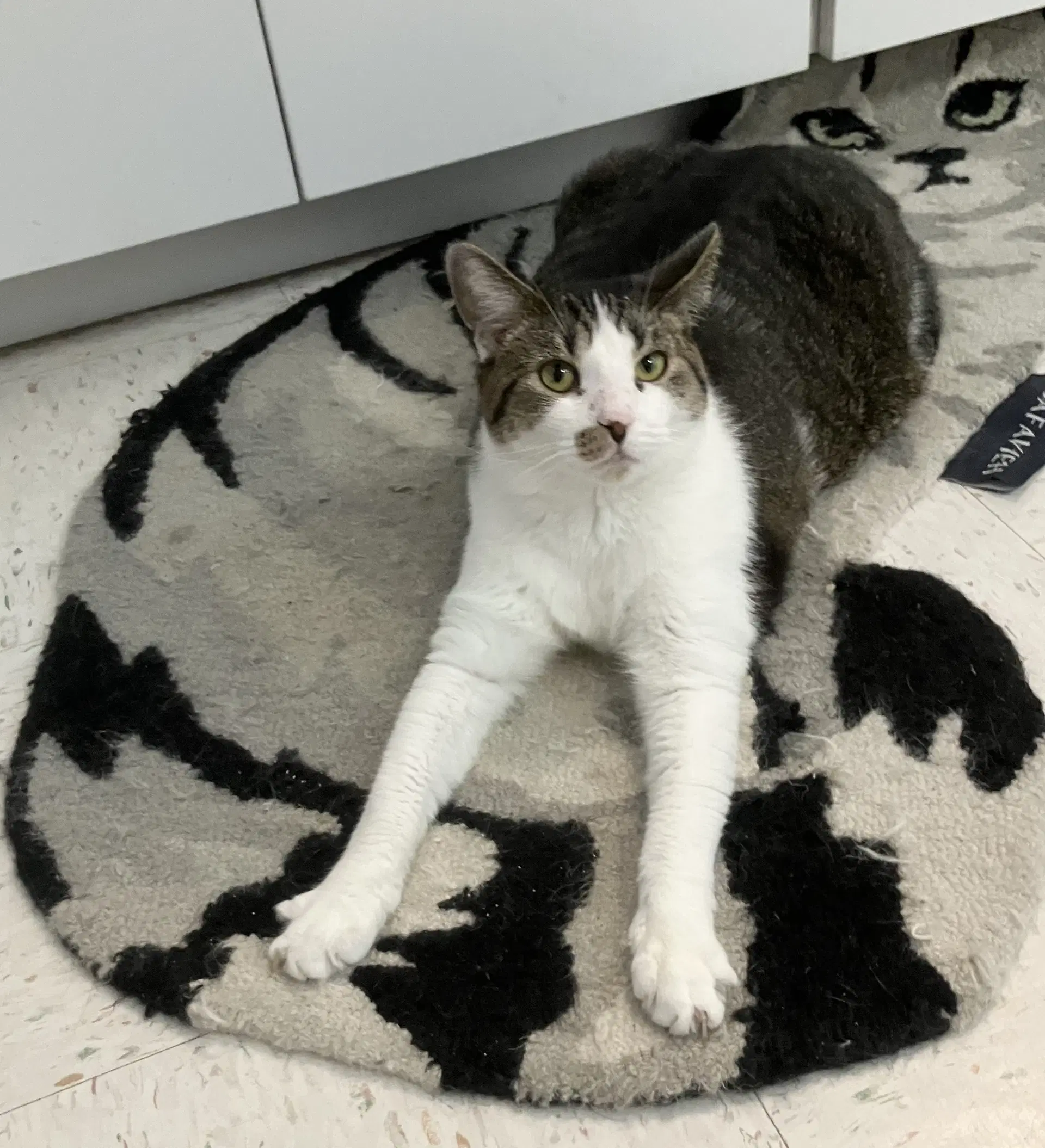 Glenda - Tabby