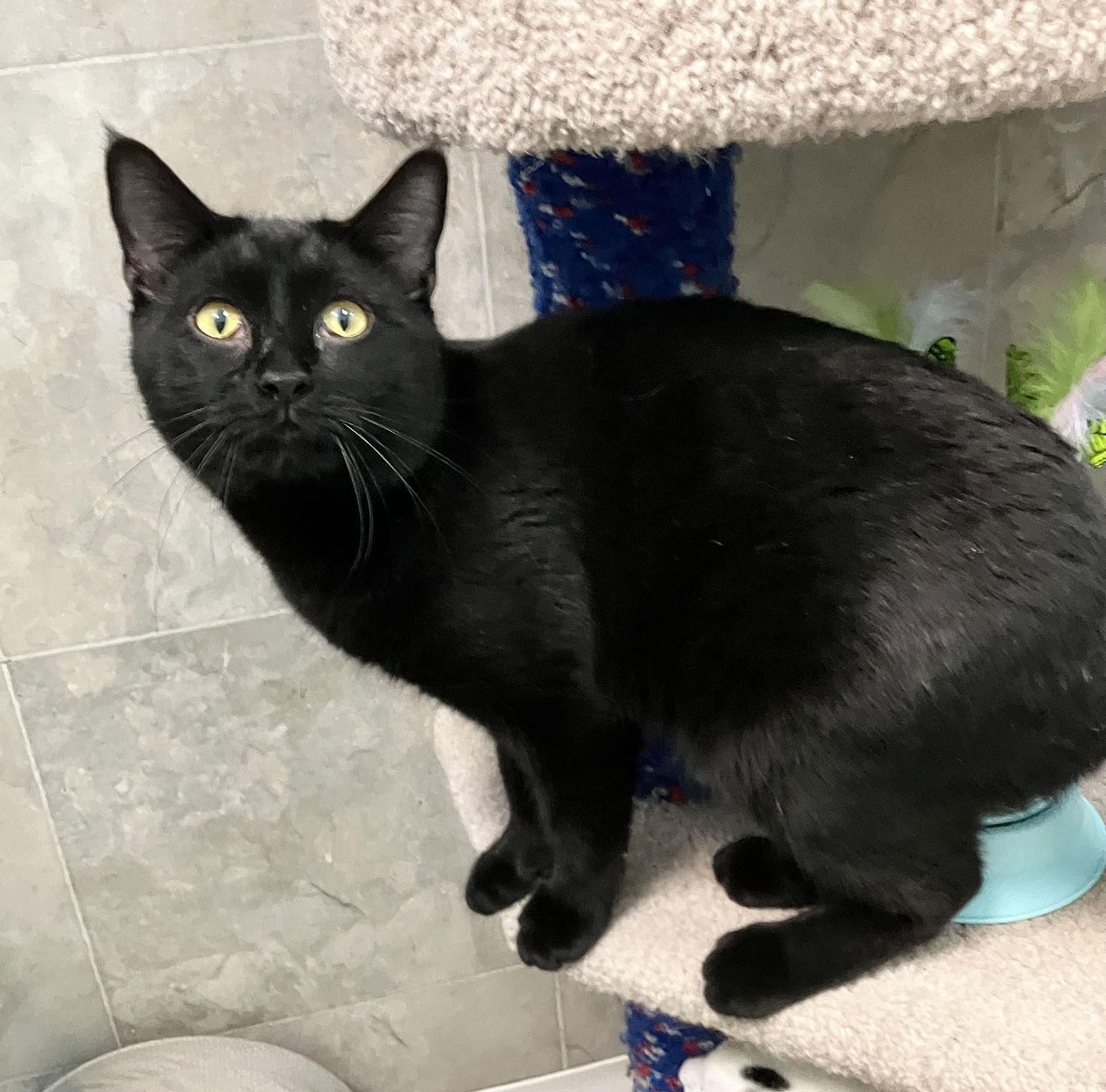 adoptable Cat in Dublin, OH named Lestat