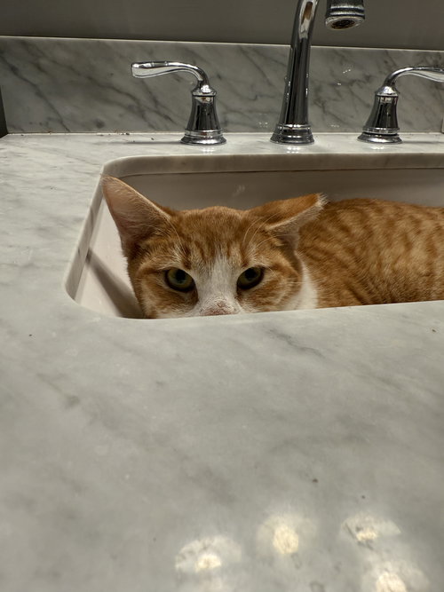 KLAUS - Domestic Short Hair available for adoption