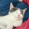 adoptable Cat in  named Pavlova