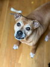 adoptable Dog in  named Weezie