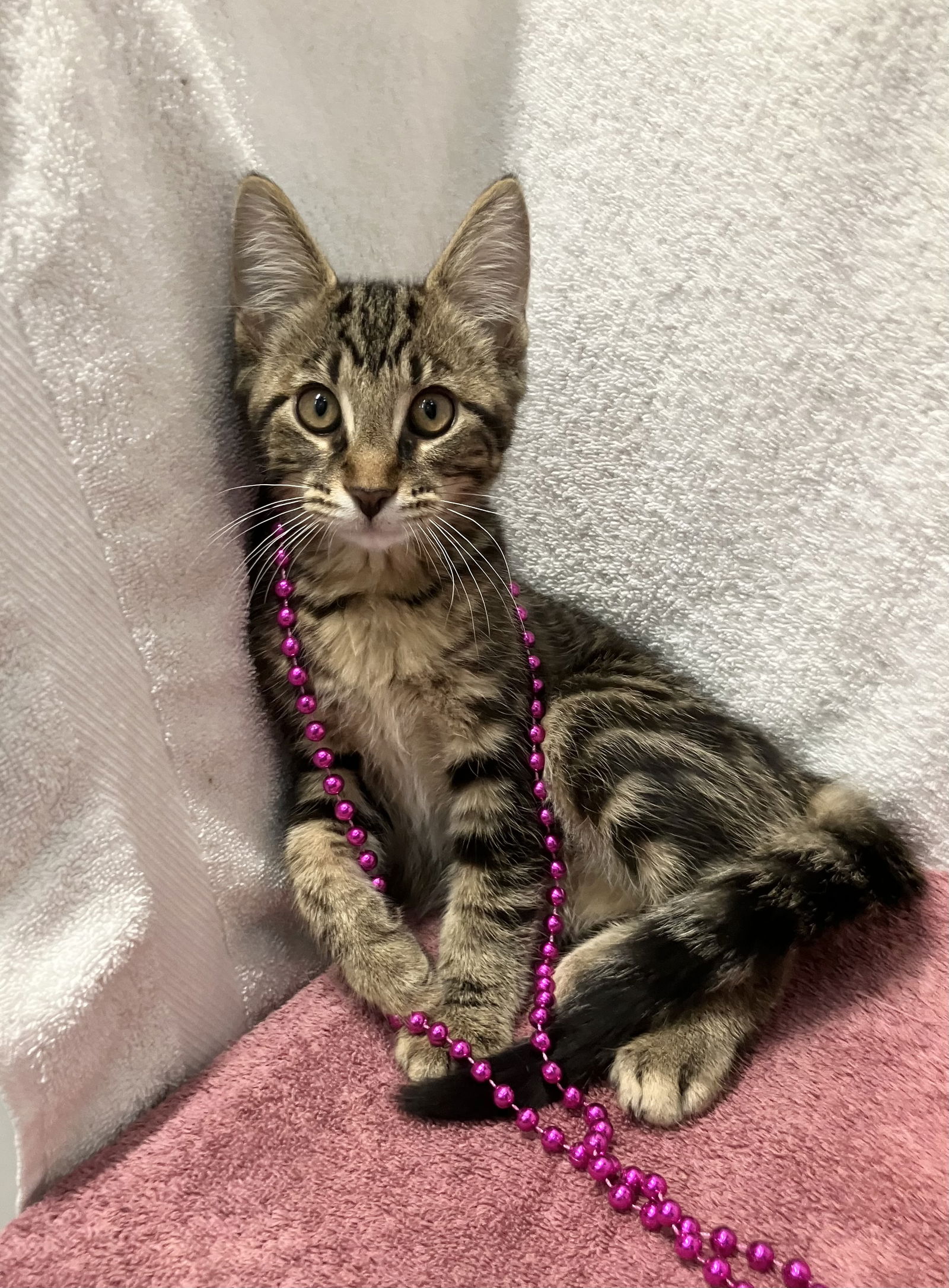 adoptable Cat in Dublin, OH named Andes