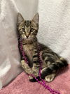 adoptable Cat in  named Andes