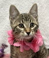 adoptable Cat in  named Blue Ridge